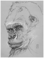 Gorilla