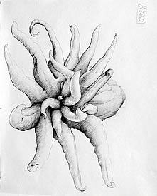 Buddha Fingers Lemon - Drawing Pen and Ink