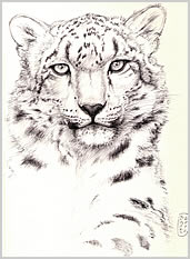 Purchase Fine Art Drawings - Pen & Ink - Pencil & Calk 