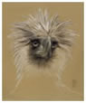 Philippine Eagle - Purchase Drawings