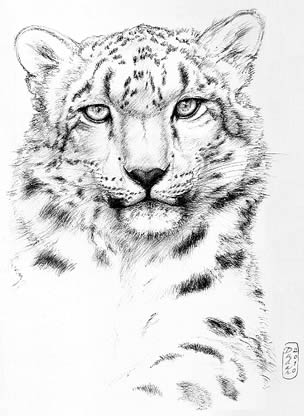 Snow Leopard