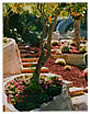 Garden and Landscape Design - Flea's Garden