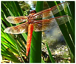 Dragonfly Photo