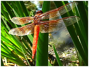 Dragnfly