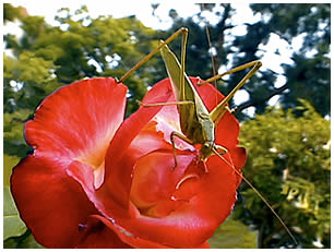 Grasshopper